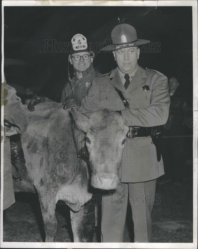 1957 Press Photo Police Captain Clyde Oliver Guiding Cattle From Truck Crash - Historic Images