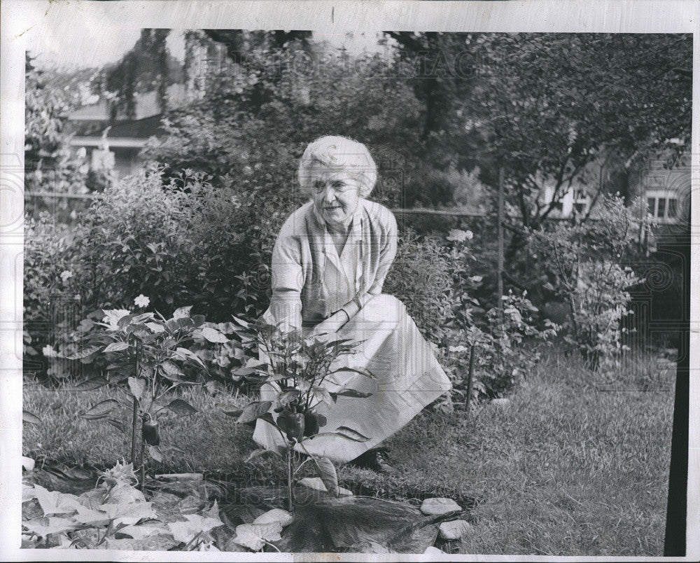 1962 Press Photo Mrs. J. Francis Lithicum Mother Of Mrs. Boynton Famous Gardener - Historic Images