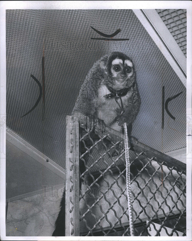 1970 Press Photo An Owl Monkey - Historic Images