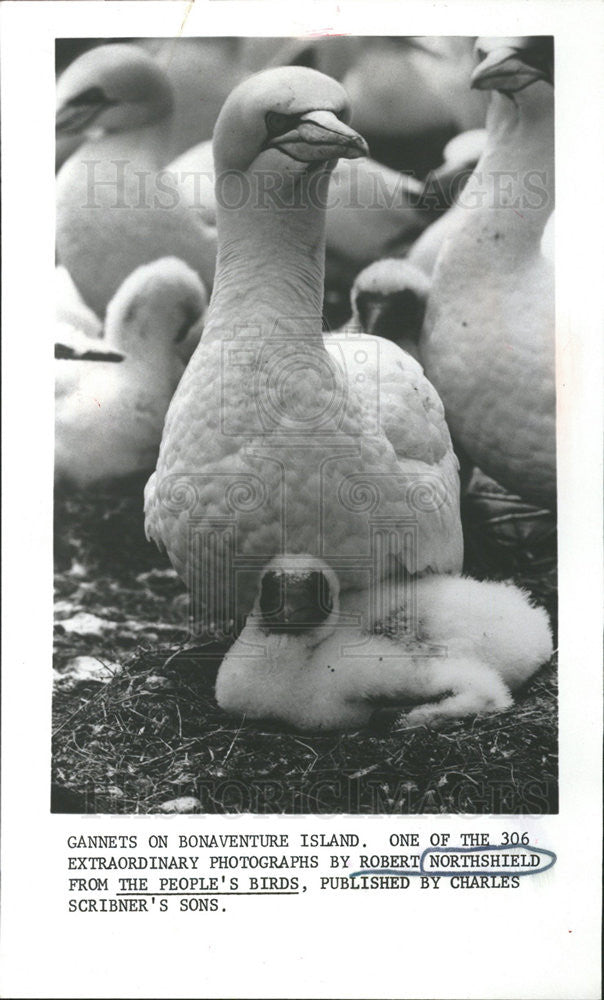 1972 Press Photo Gannets On Bonaventure Island Photo By Robert Northshield - Historic Images