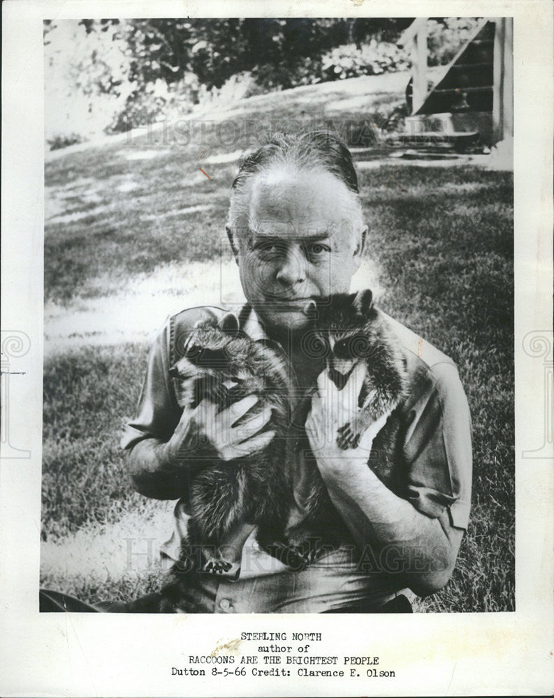 1974 Press Photo Author Sterling North &quot;Raccoons Are the Brightest People&quot; - Historic Images