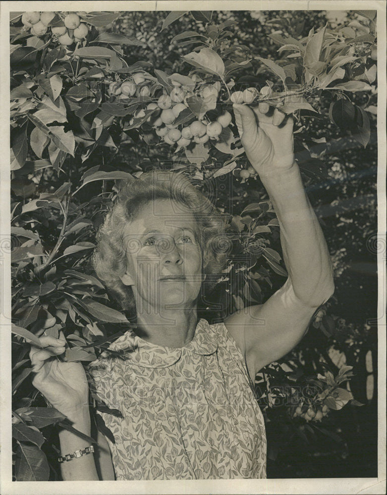 1965 Press Photo Mrs. Bruce Thorne inspects her crop of crab apples - Historic Images