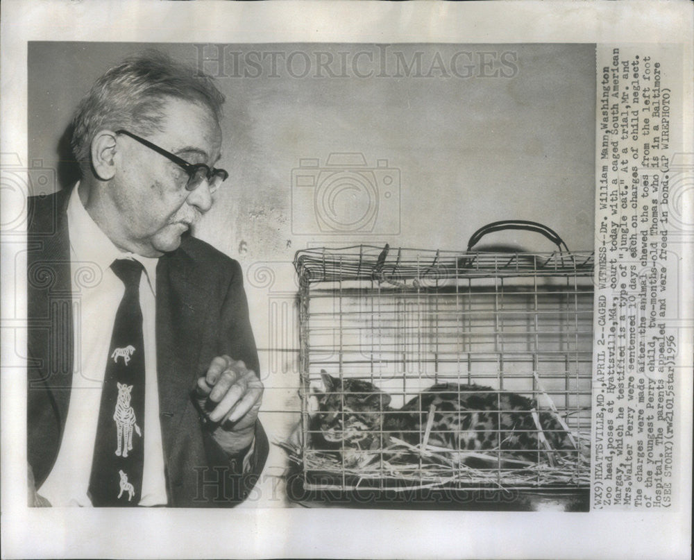 1956 Press Photo Dr. William Mann with caged South American Margay, animal - Historic Images