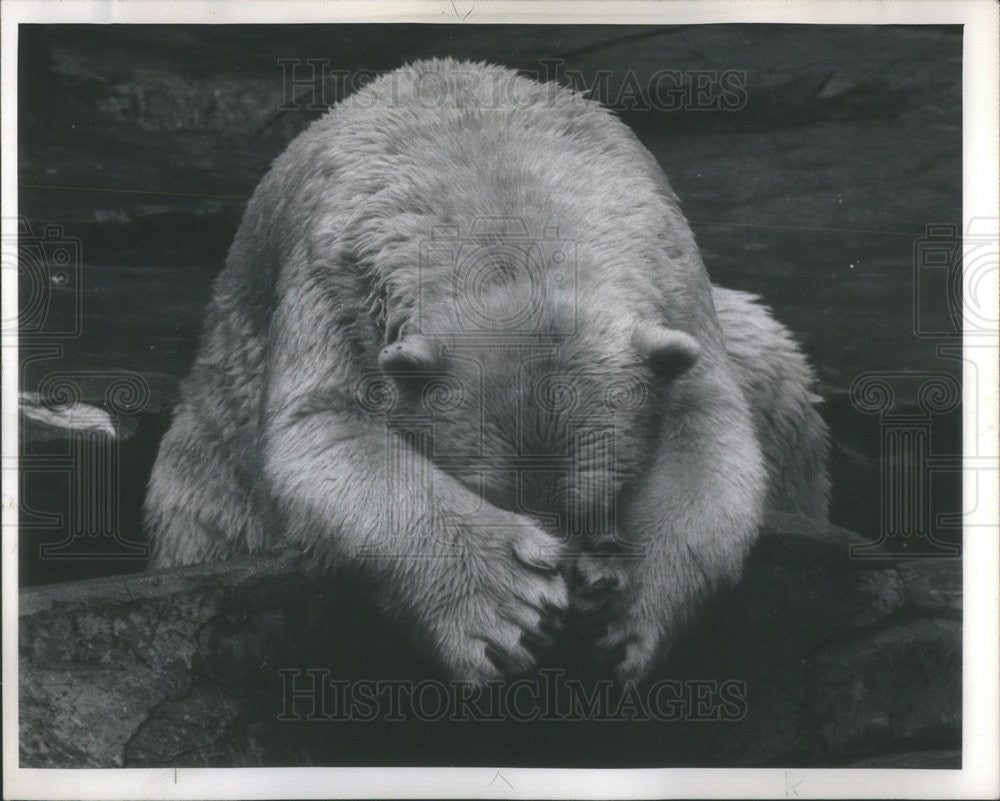 1962 Press Photo BEAR PHOTOGRAPHER RALPH WALTERS CHICAGO PUBLIC LIBRARY - Historic Images