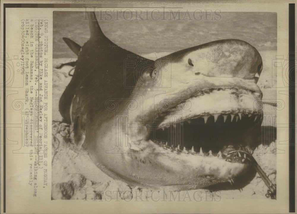 1976 Press Photo Dead Lemon Shark Found On Caribbean Beach Bahamas - Historic Images