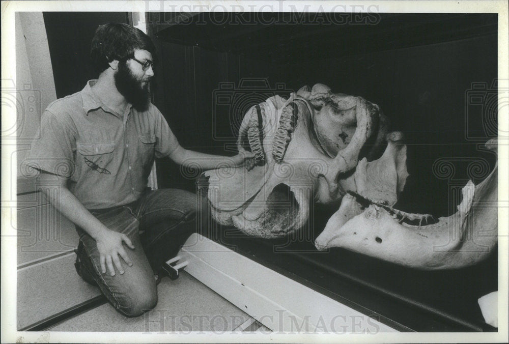 1982 Press Photo Robert timm African elephant skull - Historic Images