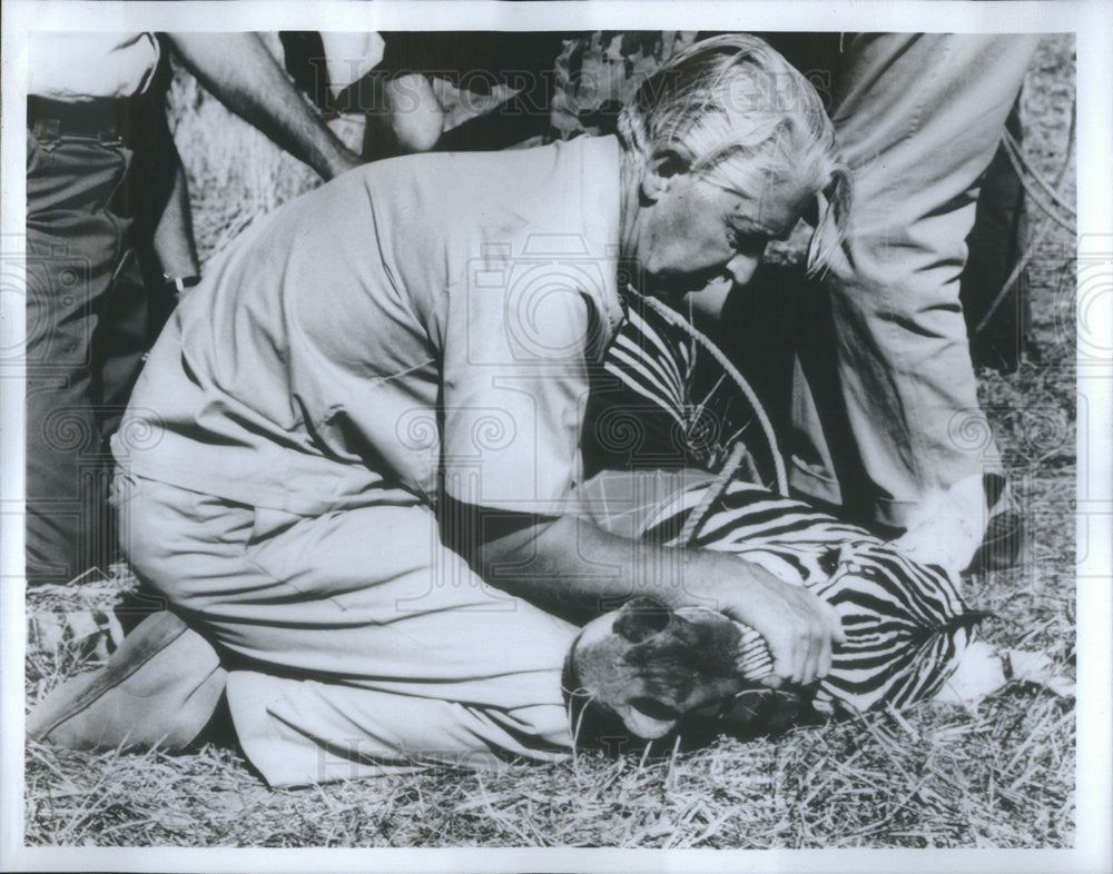 1986 Press Photo Richard Marlin Perkins Zoologist Zoo Director Handles Zebra - Historic Images