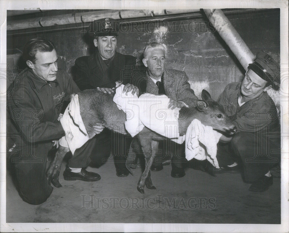 Undated Press Photo Marlin Parkins Zoo Director Dry all the Doe Deer - Historic Images