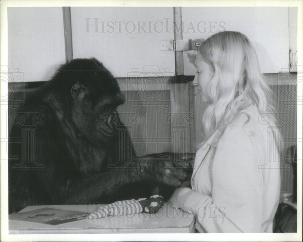 1978 Press Photo Francine Penny Patterson With Gorilla Koko Learning To Sign - Historic Images