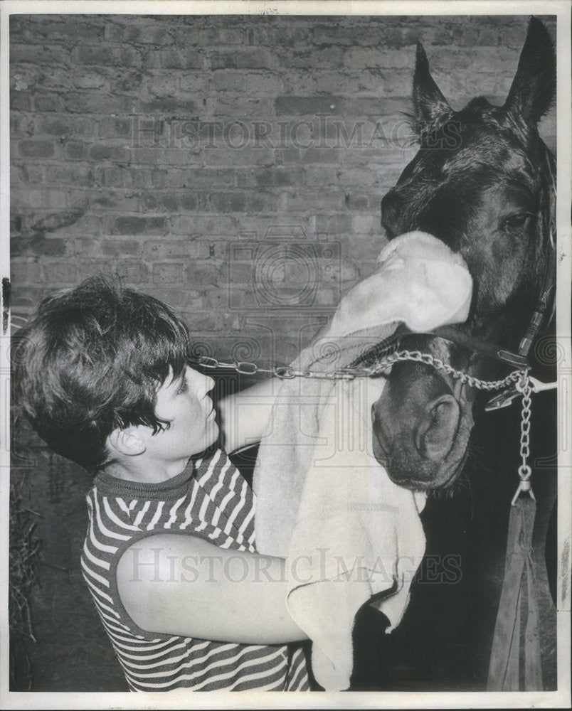 1967 Press Photo Patsy Madland Groomer Billy Shuter Stable Lord&#39;s Champion - Historic Images