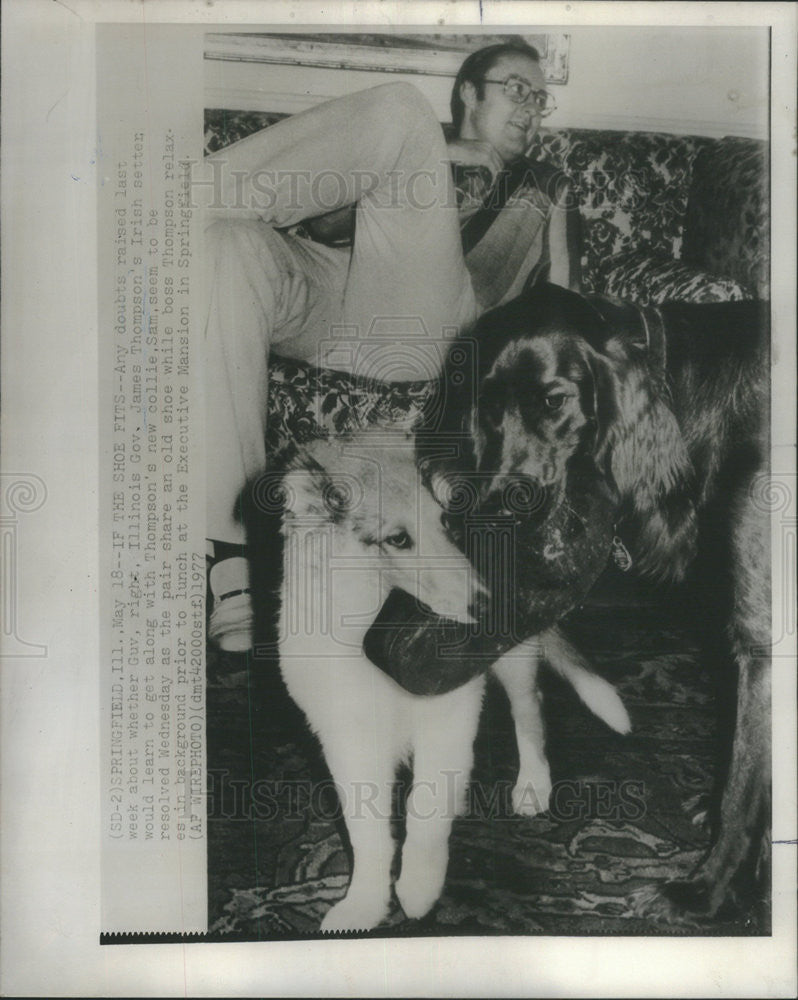 1977 Press Photo of IL Gov. James Thompson&#39;s Irish Setter and new dog Sam - Historic Images