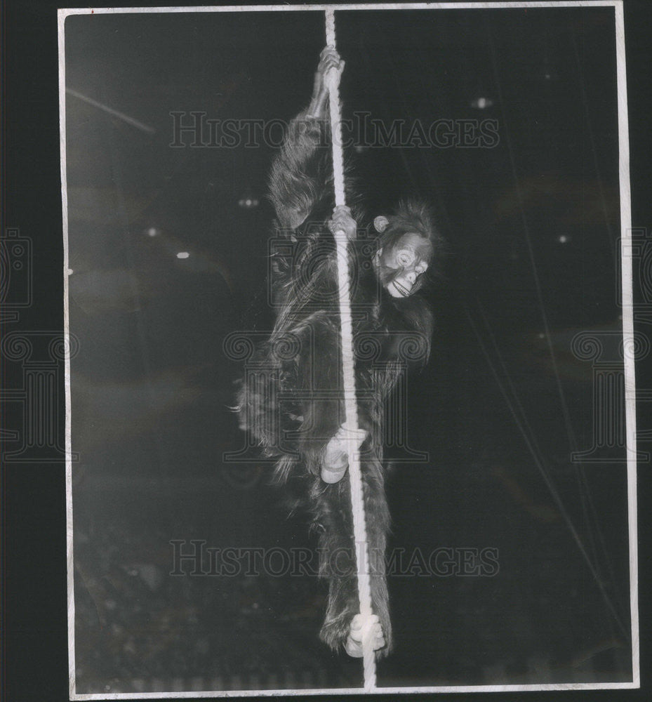 1952 Press Photo The Monkey Man climbs 50-foot rope to thrill the crowd - Historic Images