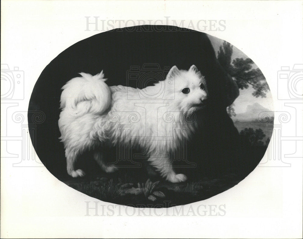 1989 Press Photo George Stubbs, &quot;Portrait of Mrs French&#39;s White Lap-Dog, 1782&quot; - Historic Images