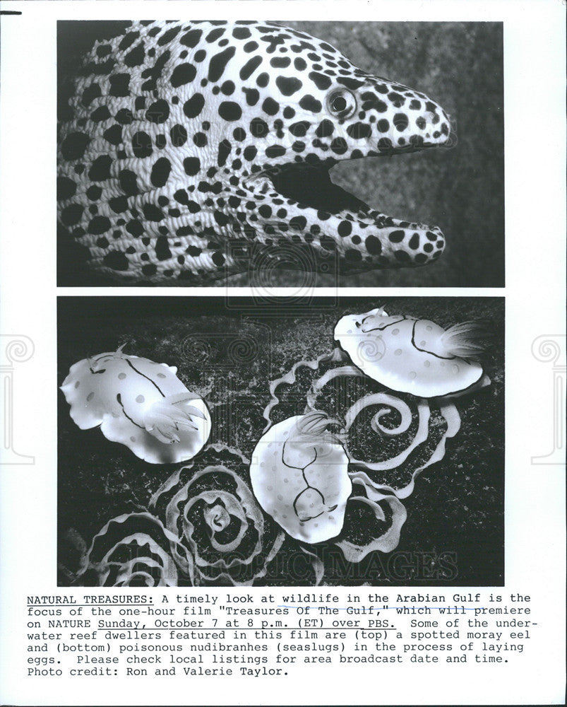 Press Photo Wildlife In Arabian Gulf Featured In Film "Treasures Of The Gulf" - Historic Images