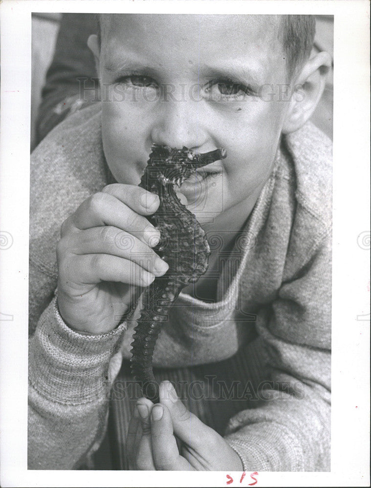 1964 Press Photo Tim Sullivan with a Seahorse that Washed up on Belleair Beach - Historic Images