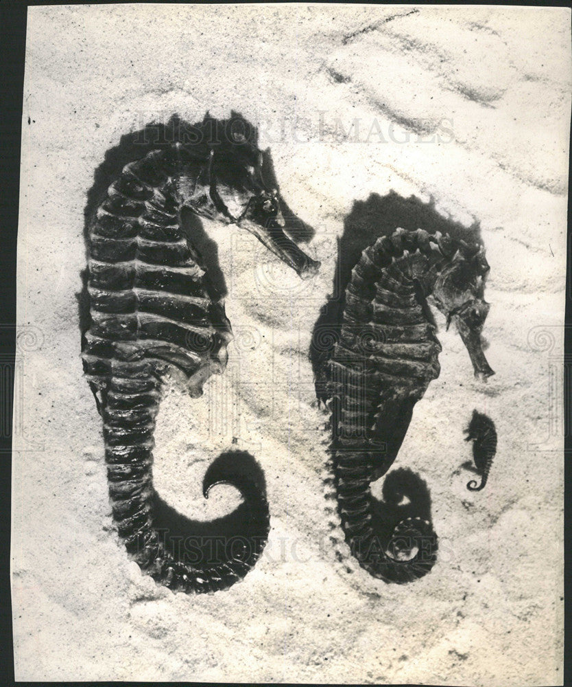 Press Photo Seahorses taken near St Petersburg, Florida - Historic Images