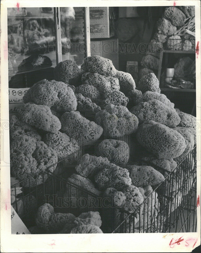 1964 Press Photo Tarpan Springs, Sponge Docks - Historic Images