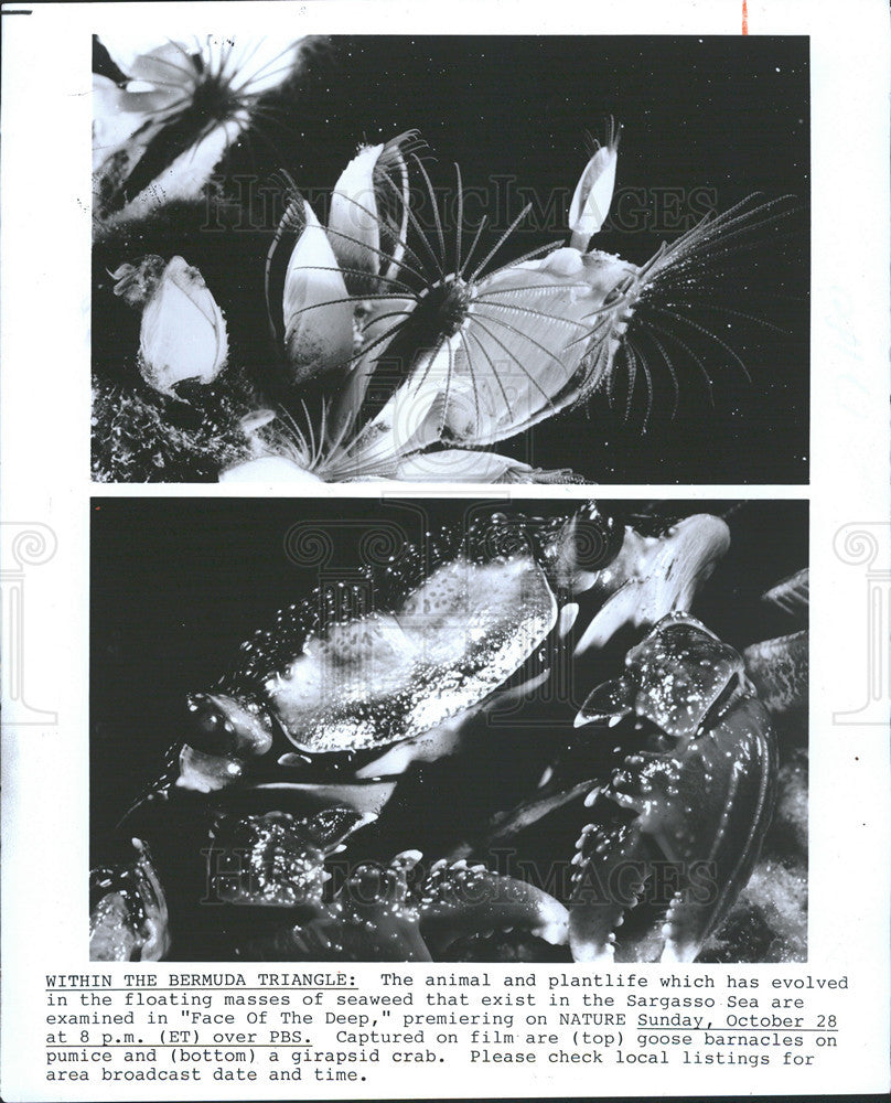 1984 Press Photo Animal and plantlife which has evolved in floating seaweed - Historic Images