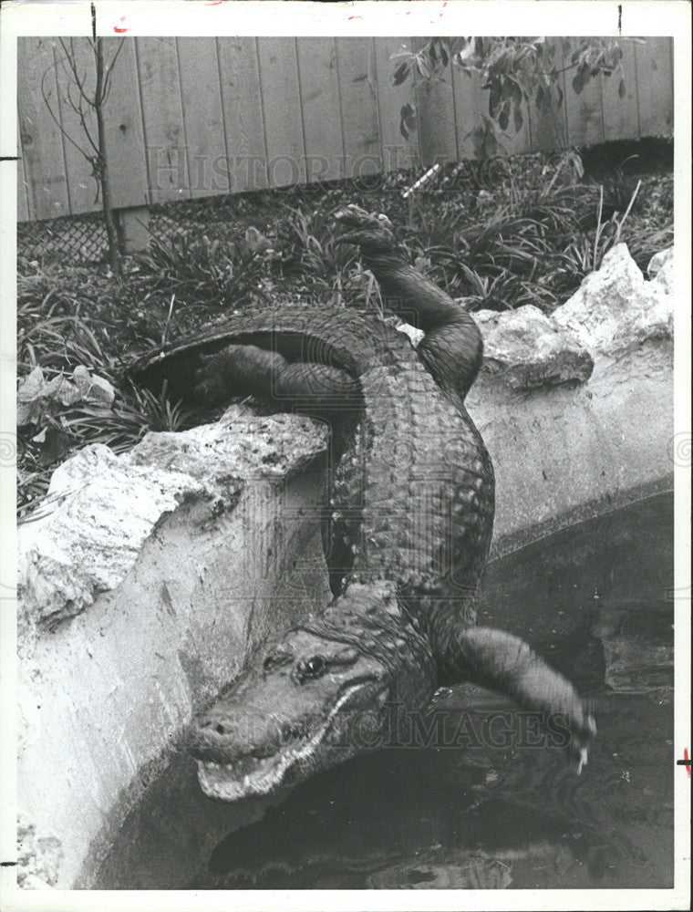 1982 Press Photo One of 8 Alligators at Sea World&#39;s Botanical Gardens Orlando FL - Historic Images