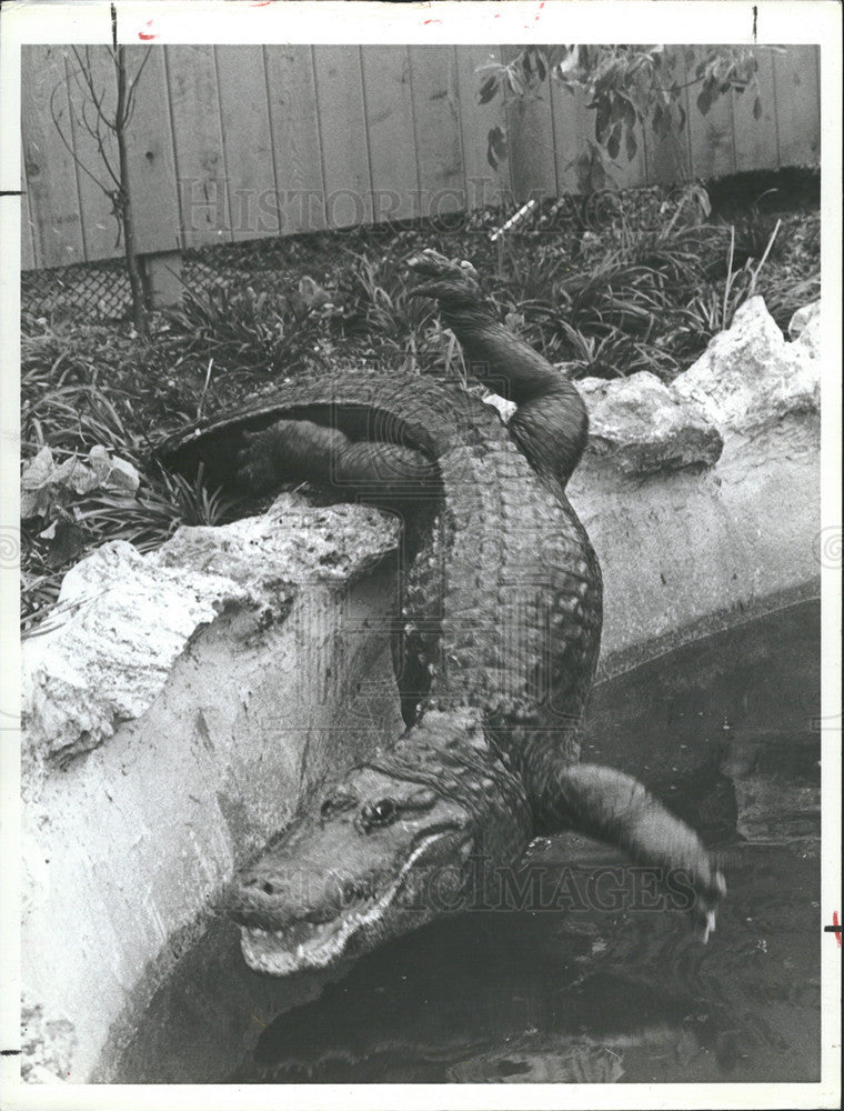 1982 Press Photo One of 8 Alligators at Sea World's Botanical Gardens Orlando FL - Historic Images