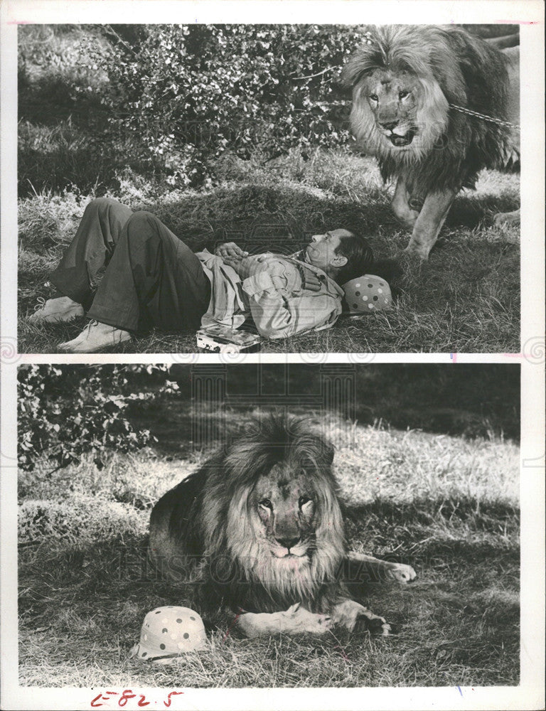 1966 Press Photo Actor Morey Amsterdan And Clarence The Cross Eyed Lion, Daktari - Historic Images