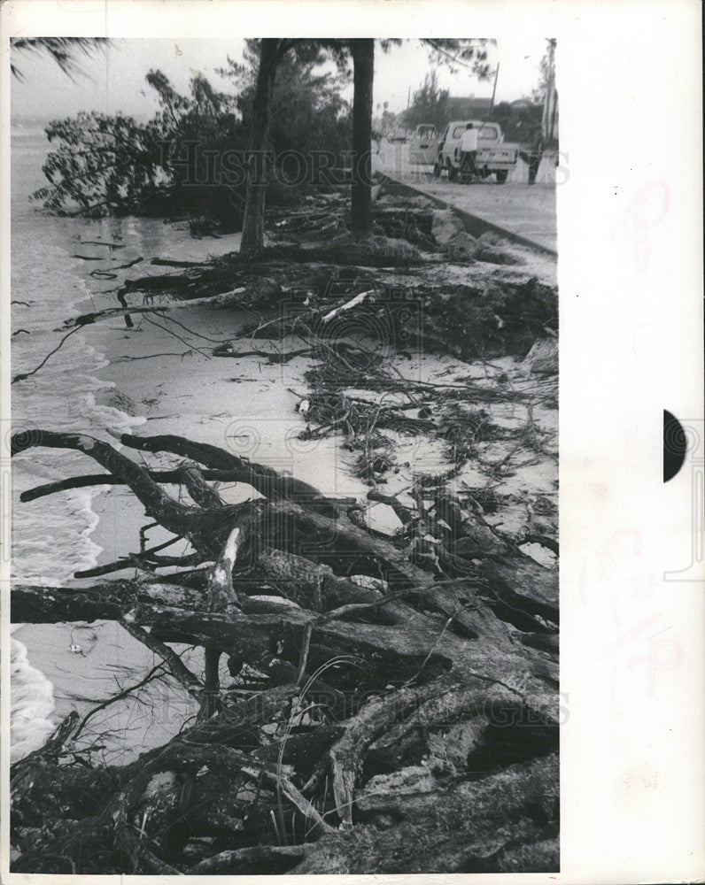 1972 Press Photo
Trees, Hurricane - Historic Images