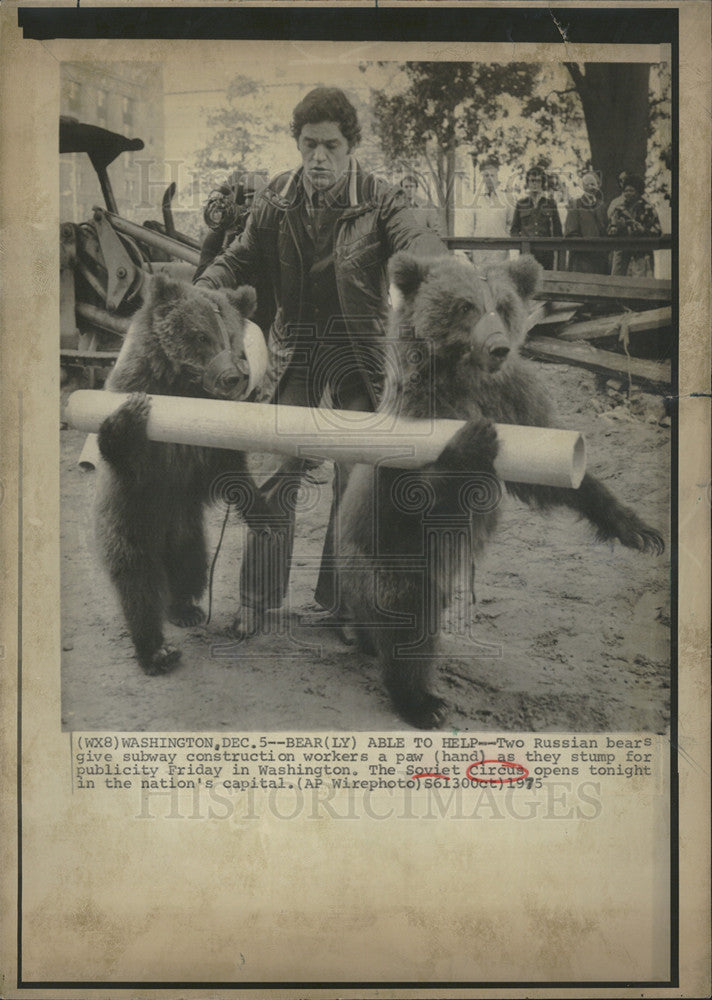 1975 Press Photo Two Russian Bears Help with Construction - Historic Images