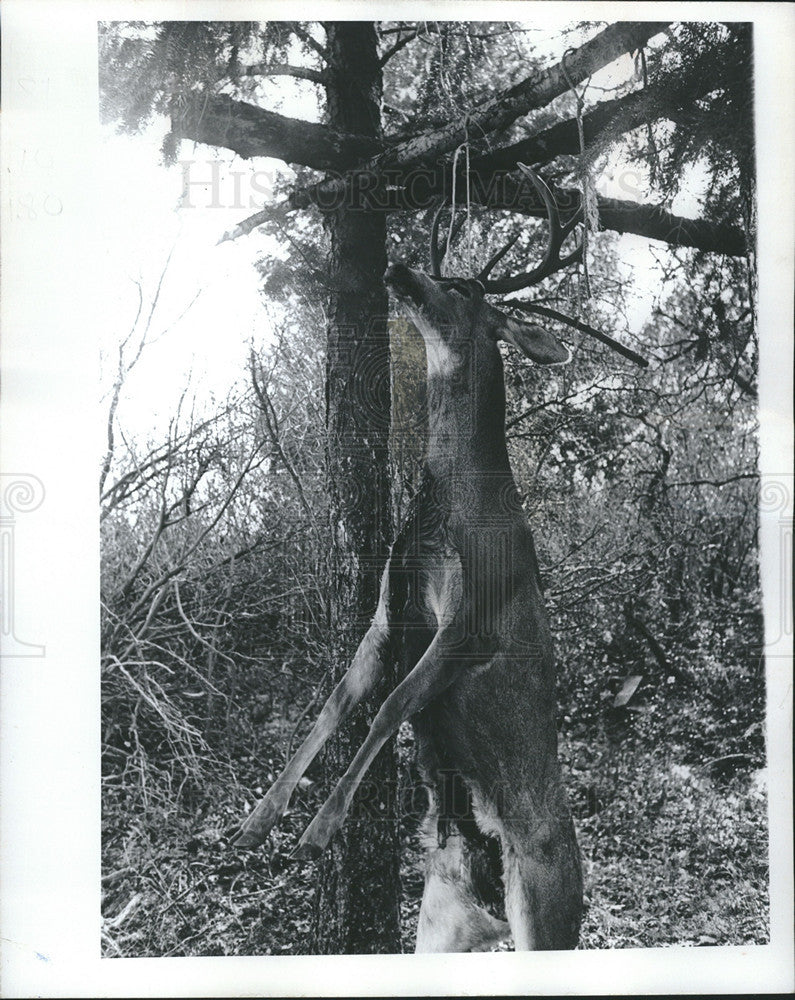 1972 Press Photo three point buck - Historic Images