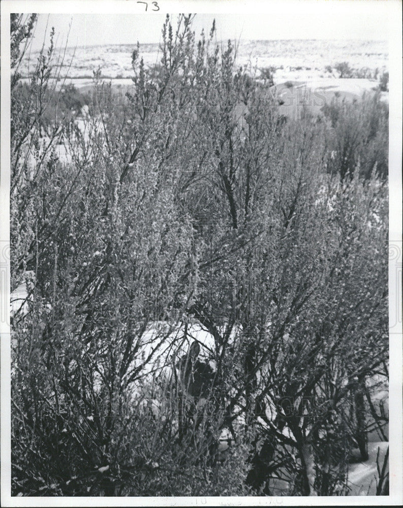 1973 Press Photo rabbits in brush Hunting - Historic Images