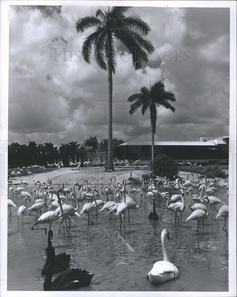 1966 Press Photo Flamingoes in  Miami Fla area - Historic Images