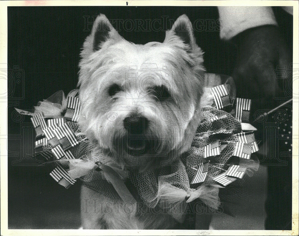 1984 Press Photo Fourth of July and the dog is all dressed up - Historic Images