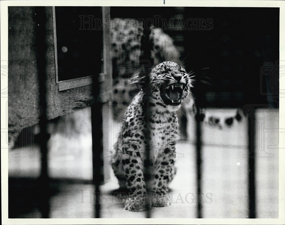 1984 Press Photo Baby Leopard Lincoln Park Zoo - Historic Images