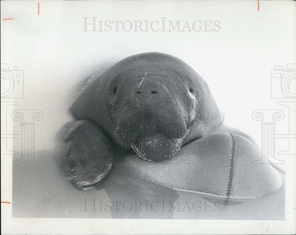 1976 Press Photo Spinner dolphin at Sea World in Florida - Historic Images