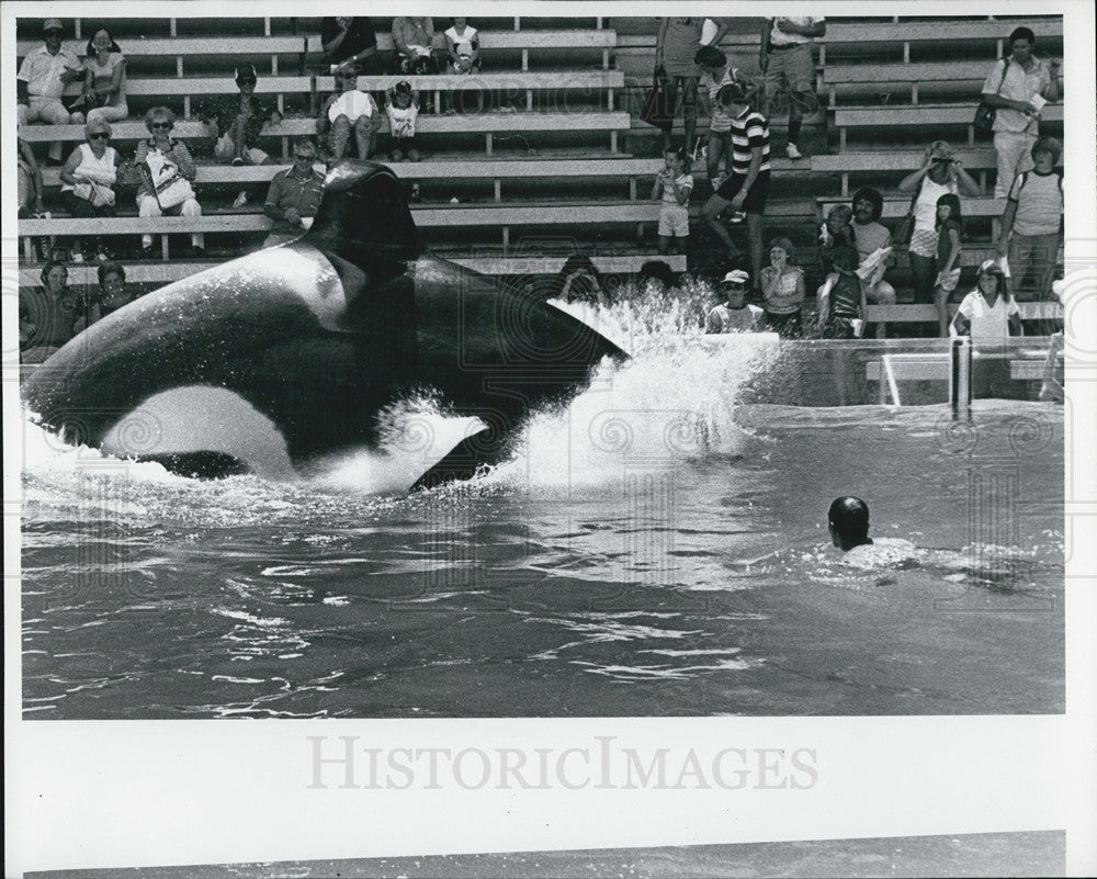 1978 Press Photo Sea World. - Historic Images