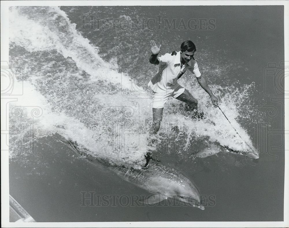 1978 Press Photo Sea World Dolphins - Historic Images