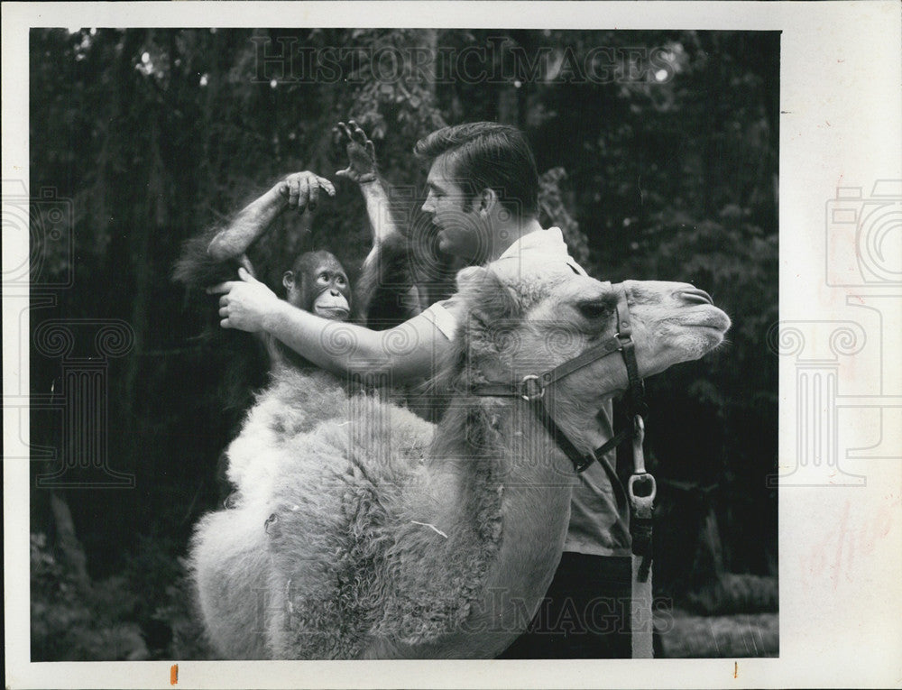 1969 Press Photo hannibal orangoutang rides camel trainer ron adams - Historic Images