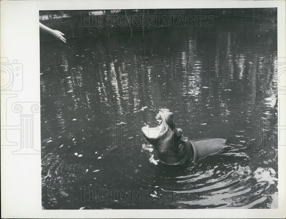 1969 Press Photo Hippo - Historic Images
