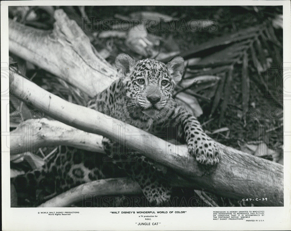 Undated Press Photo Walt Disney Jungle Cat - Historic Images