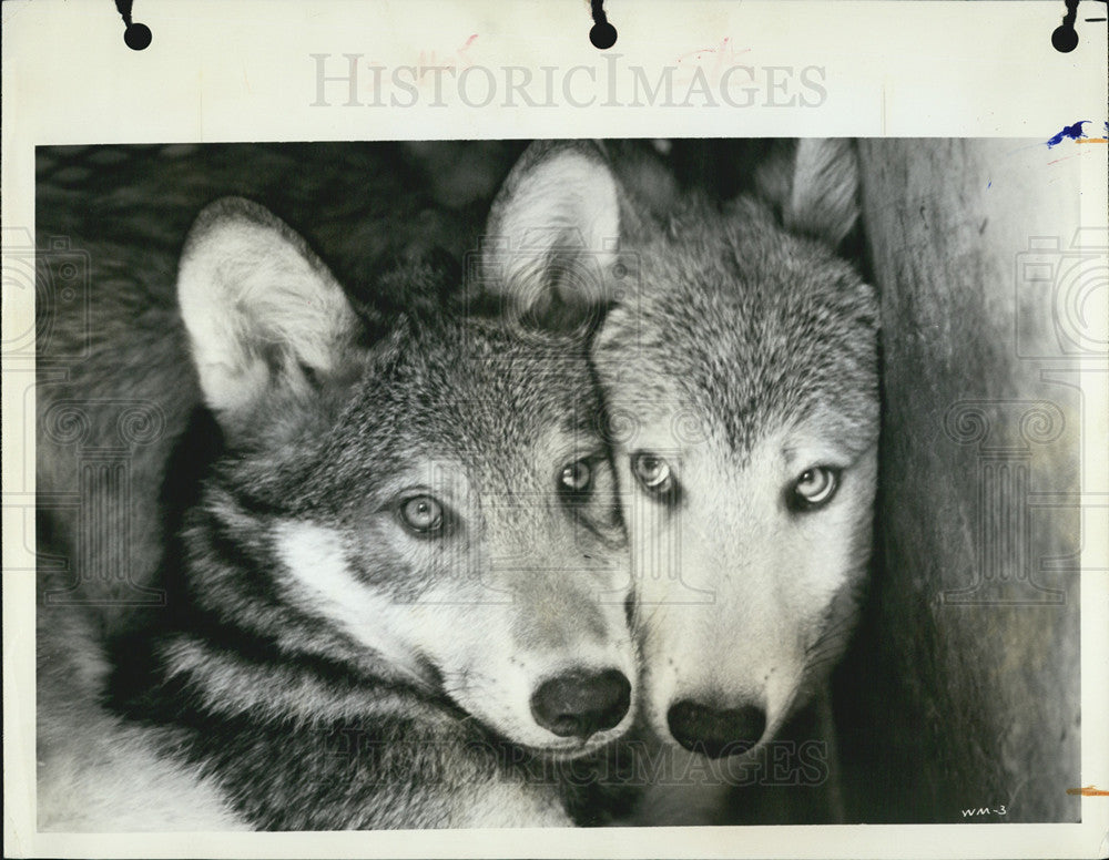1969 Press Photo American Timber wolves - Historic Images