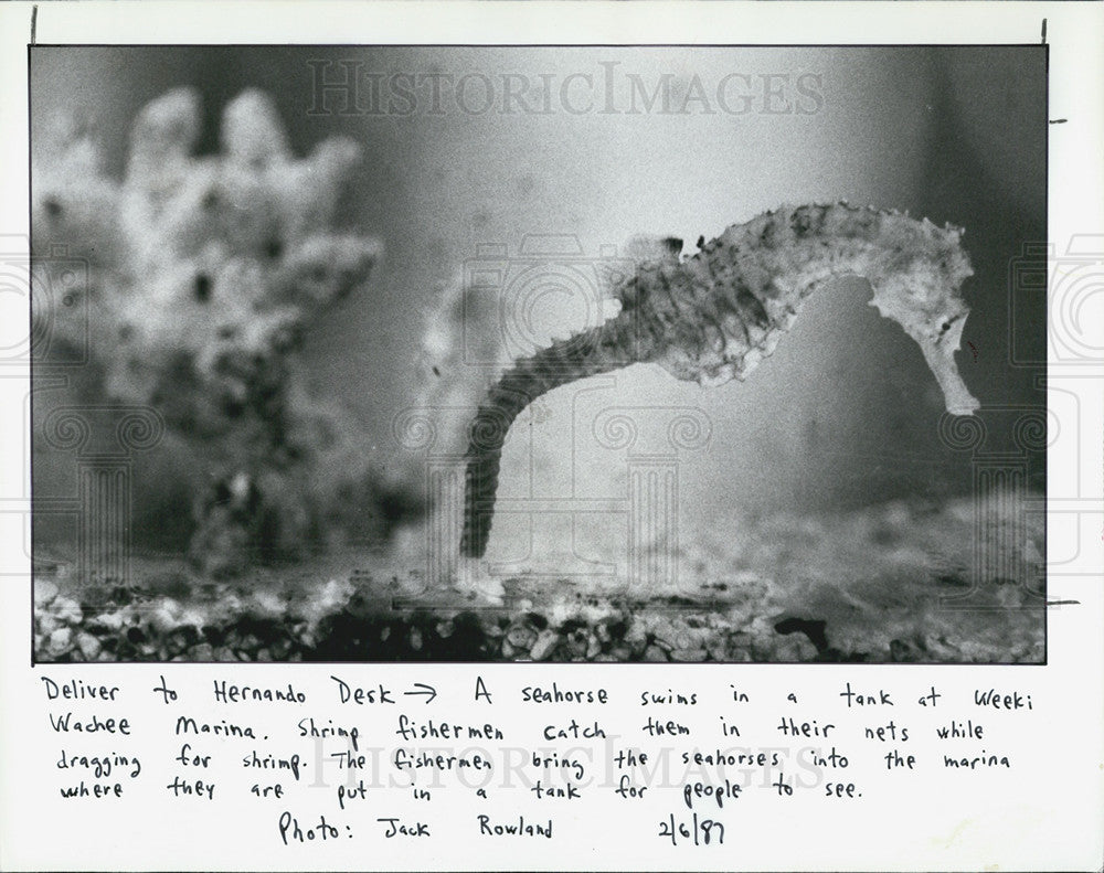 1987 Press Photo  A sea horse swims in a tank at Weeki Wachee Marina. - Historic Images