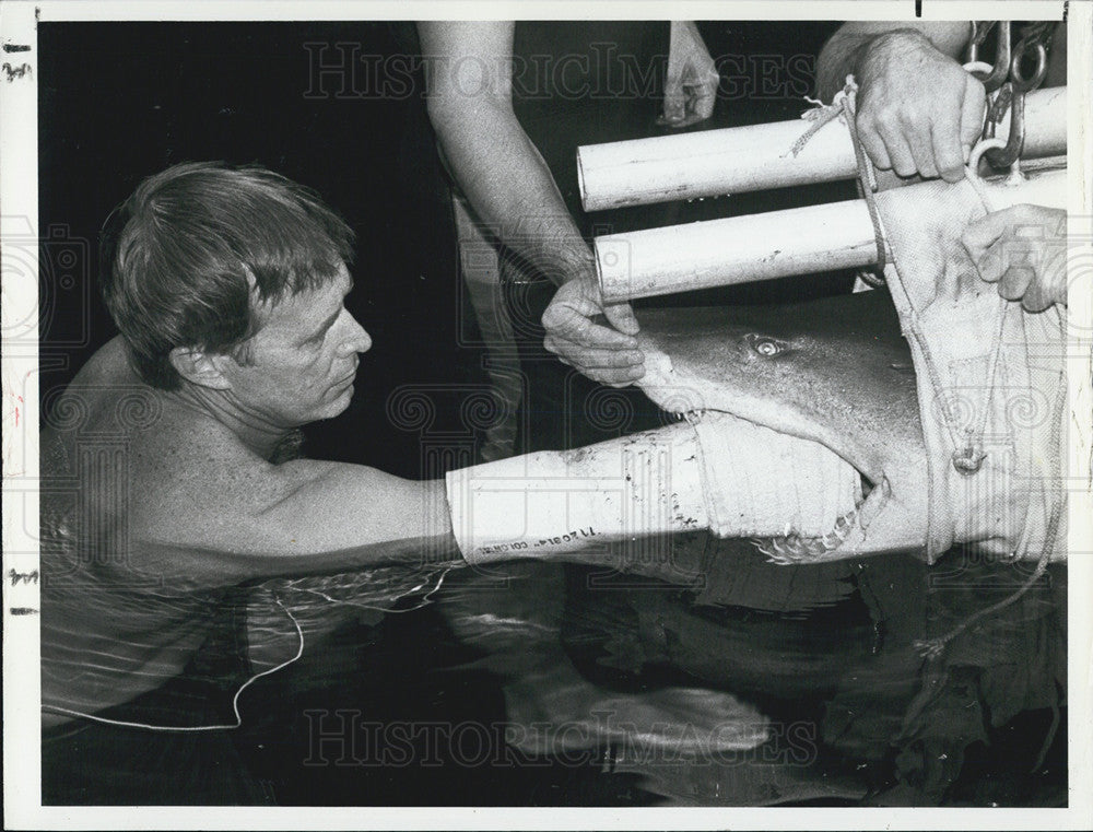 1983 Press Photo Sea World vet Dr Deke Beusse and a tiger shark - Historic Images