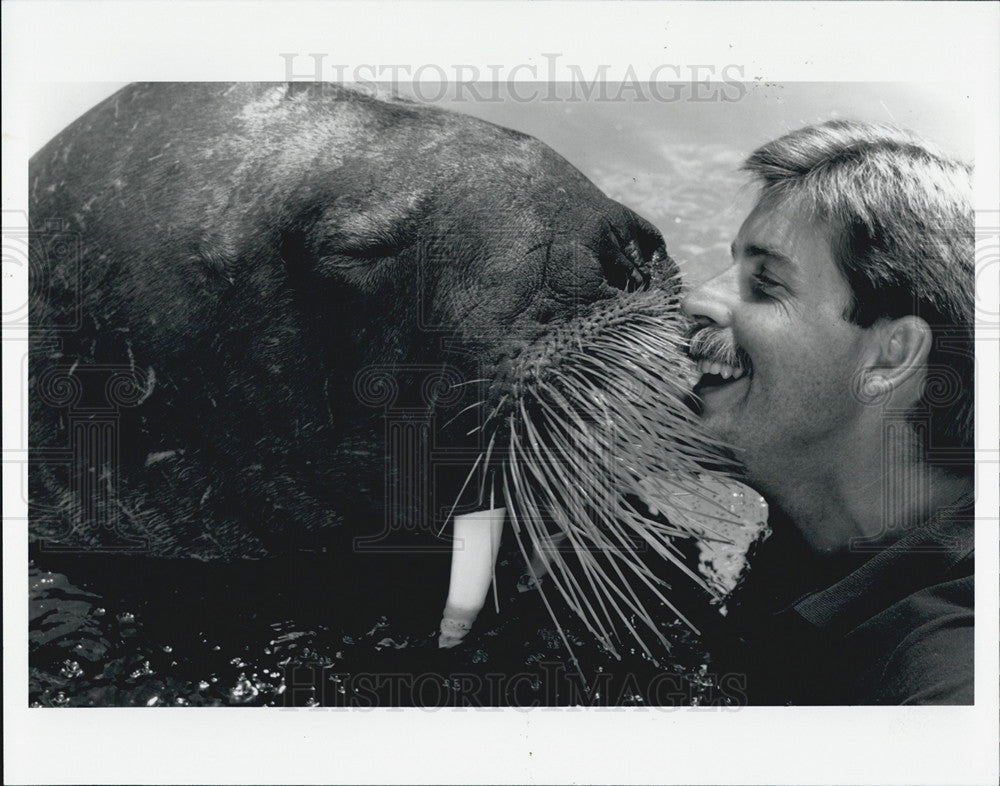 1989 Press Photo Walrus and trainer at Sea World,Fla. - Historic Images