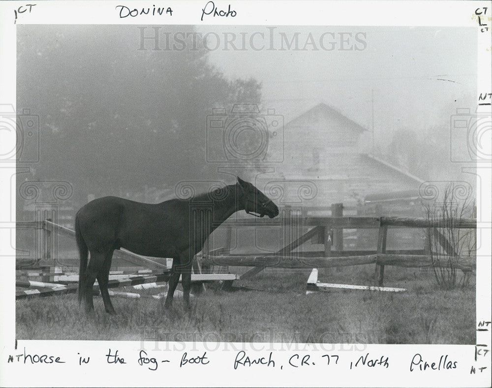 1987 Press Photo Horse in the fogat Boot Ranch,Fla. - Historic Images