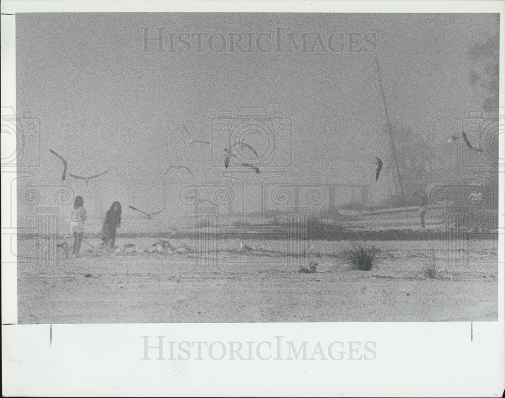 1987 Press Photo North Redington Beach Strollers And Sea Gulls Along The Mist - Historic Images