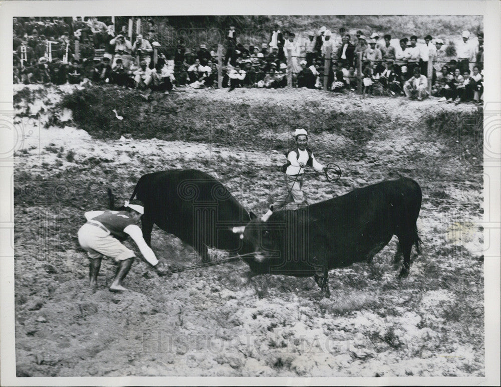 1957 Press Photo Attendants Tie Ropes During Bull Fighting In Okinawa Japan - Historic Images