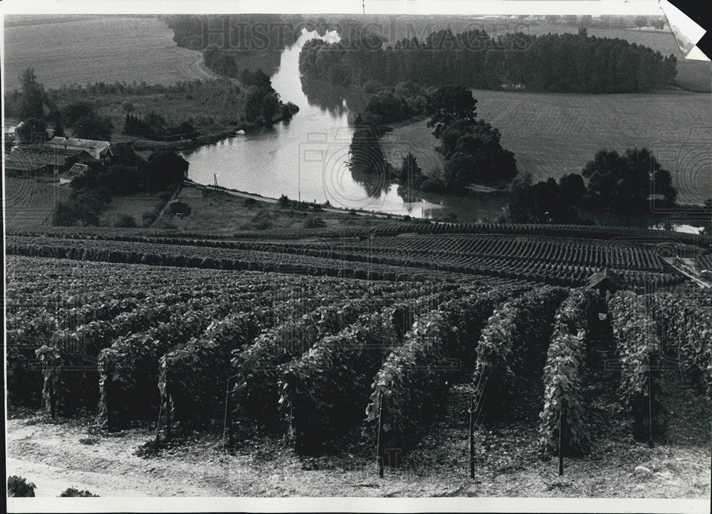 1978 Press Photo Grape Vines in the Champagne District of France - Historic Images