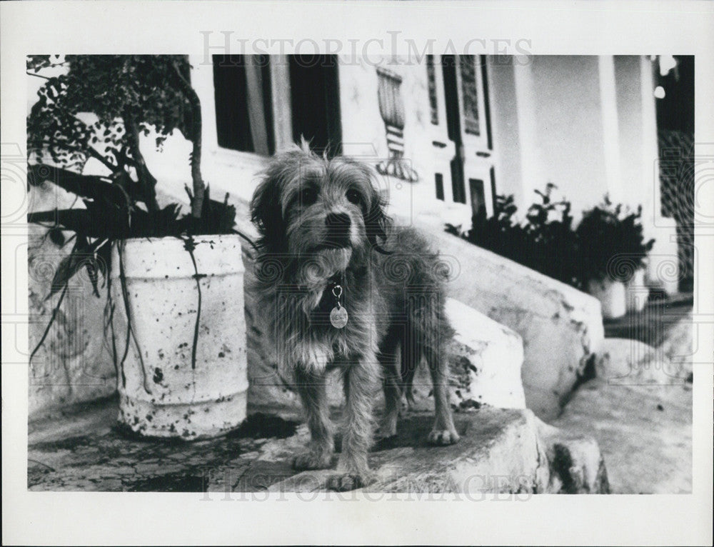 1980 Press Photo Stray Mutt Benji First Movie - Historic Images