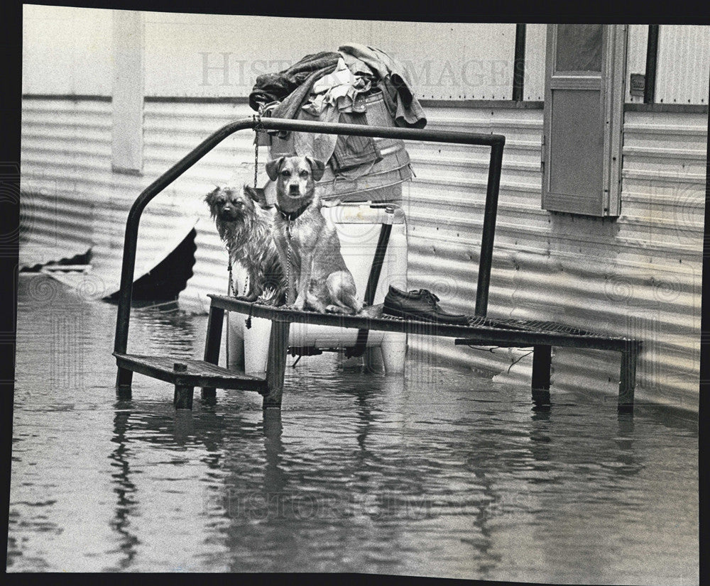 1978 Press Photo Dogs stranded on steps of a trailer home on Blackhawk Island - Historic Images