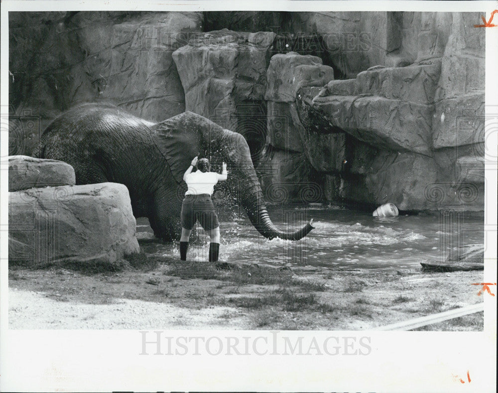 1993 Press Photo Diana Villafuerte and Elephant at Lincoln Park Zoo - Historic Images