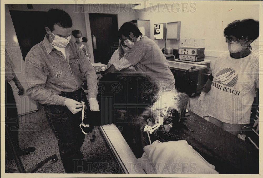 1993 Press Photo Helen, Lowland Gorilla, Readied for Dental Work - Historic Images